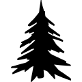 Pine Tree Vector