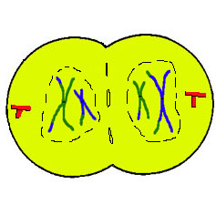 Cell Division