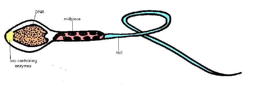 Reproductive System Worksheet Answers - WikiEducator