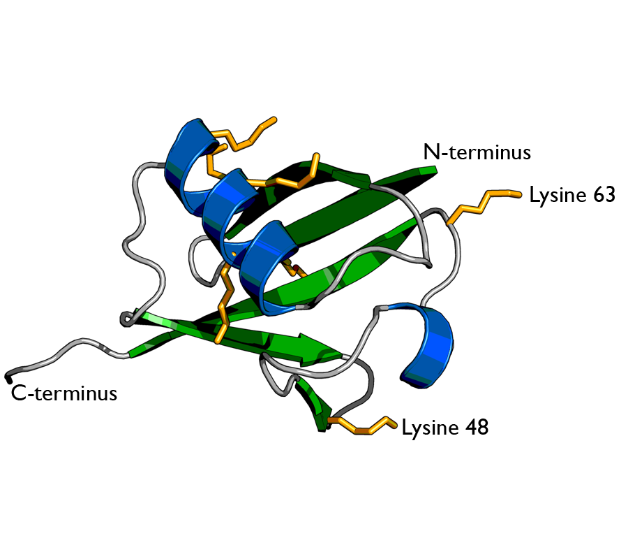 Ubiquitin_cartoon-2-.png