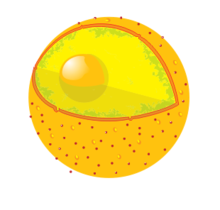 cell: Definition from Answers.