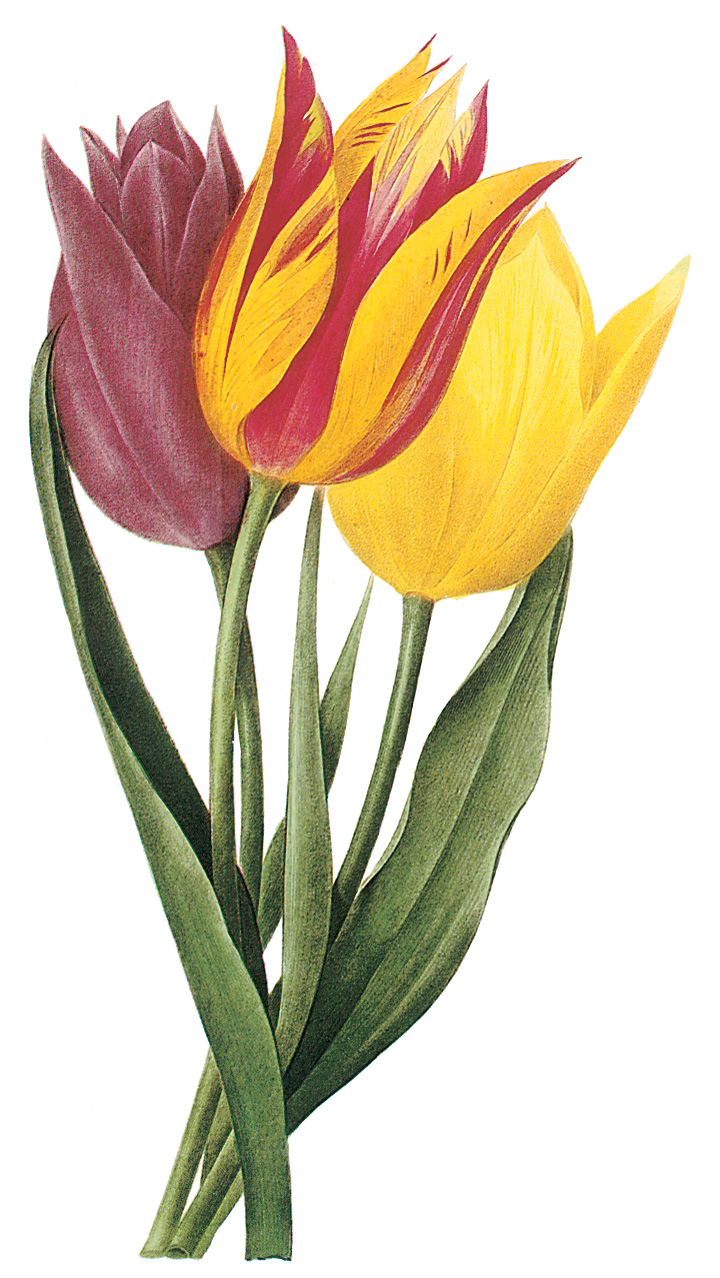 VintageFeedsacks: Free Vintage Clip Art - Spring Tulips