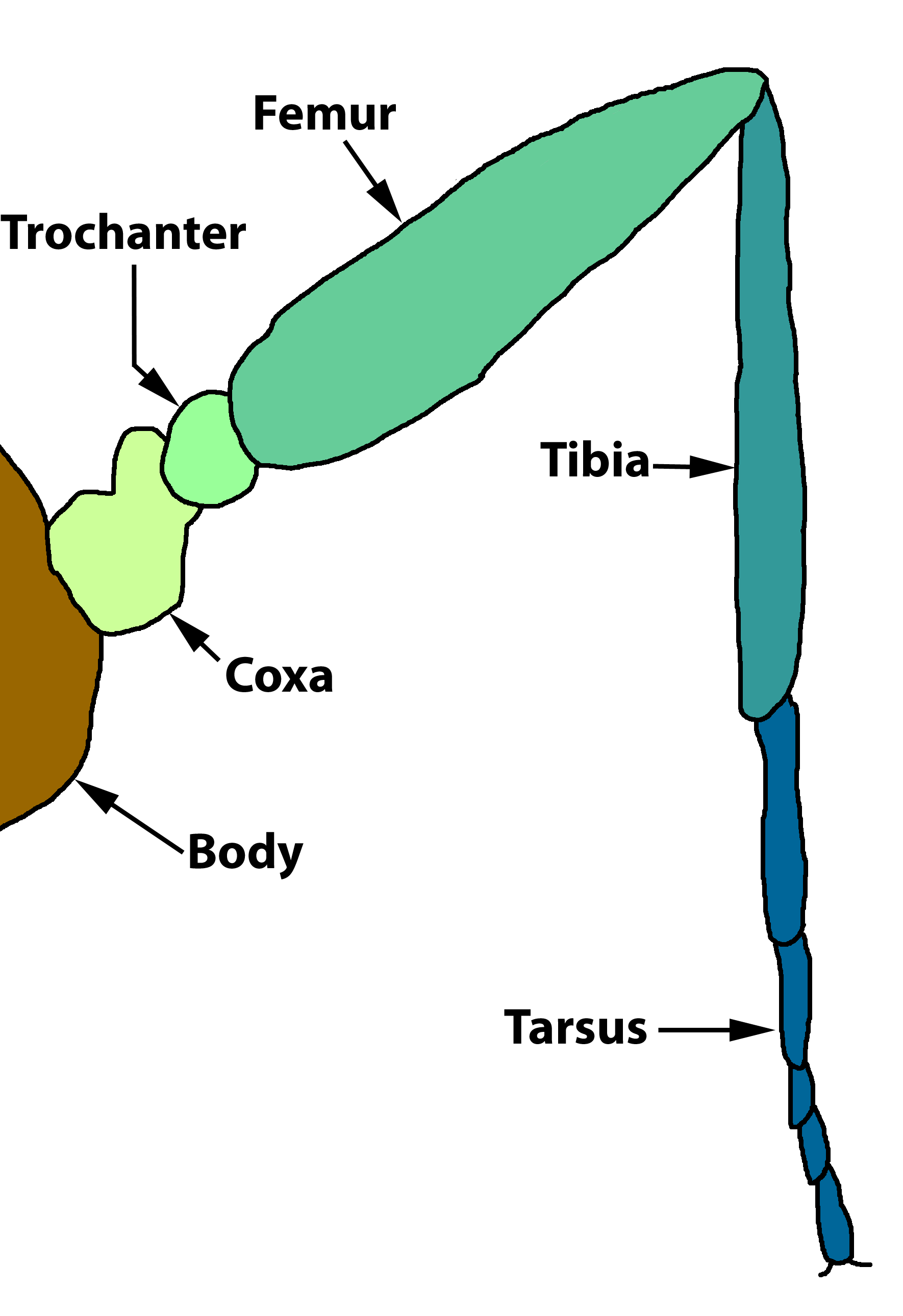 External morphology of Lepidoptera