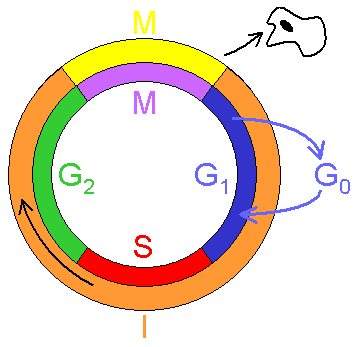 Cell_cycle.png