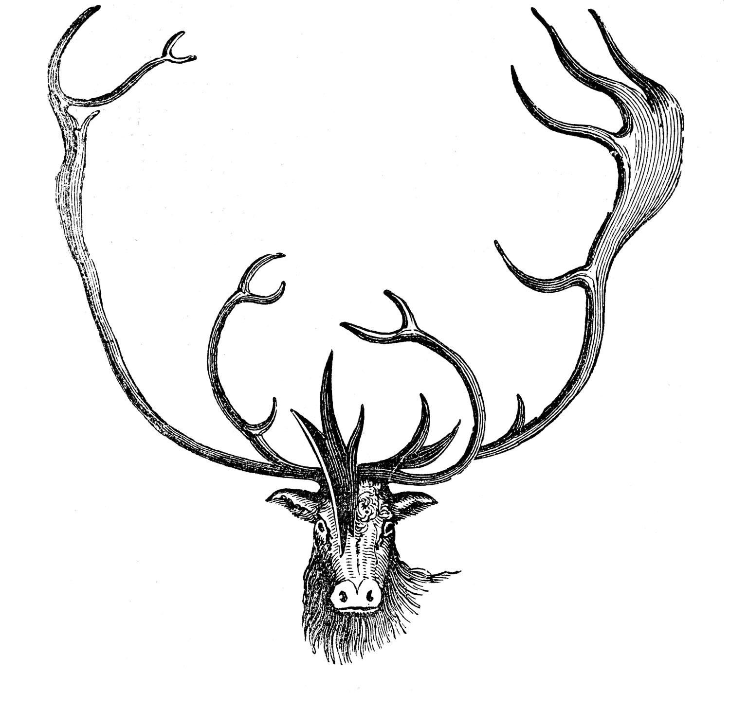 Vintage Animal Clip Art - Caribou with Antlers - The Graphics Fairy