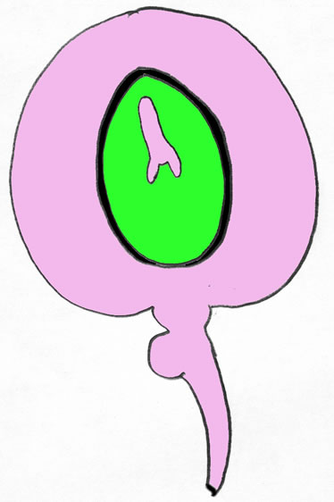 Ginkgo ovule development, pollen and video photos motile sperms