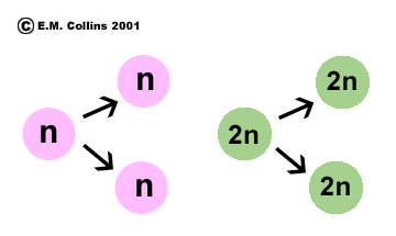 Lab Manual Exercise #2A Meiosis