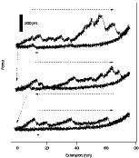 Molecular mechanistic origin of the toughness of natural adhesives ...