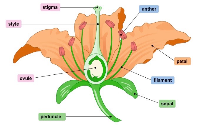Flower Structure | BioNinja