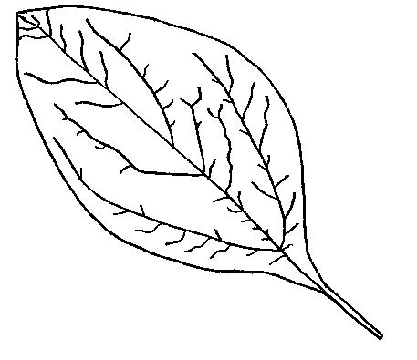 Fall Leaf Coloring Pages - School Projects Car Trip Activity