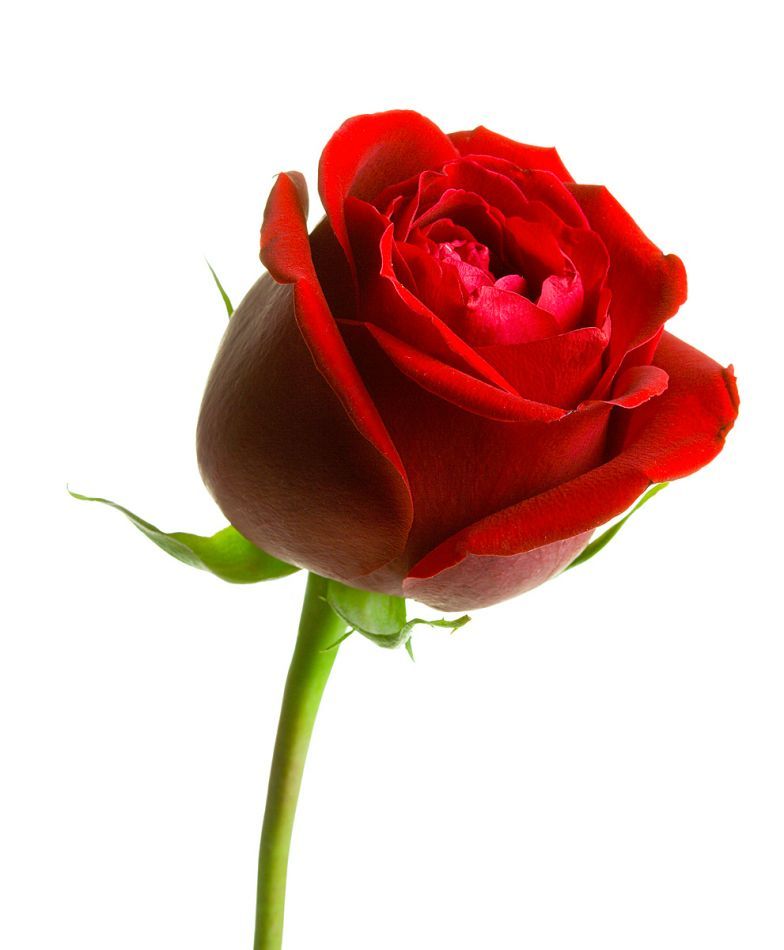 Every rose has its thorn – Every Rose Has Its Thorn by Poison