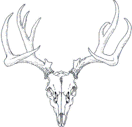 Drawings Of Deer Group Picture Image By Tag Keywordpictures ...