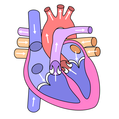 Respiratory System Diagram For Kids To Label