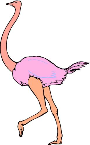 Ostriches Clip Art