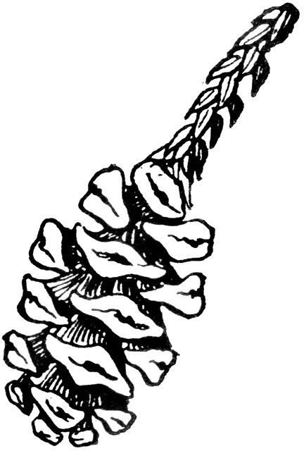 Redwood Cone | ClipArt ETC