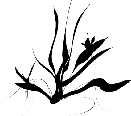 java_plant_clip_art.jpg