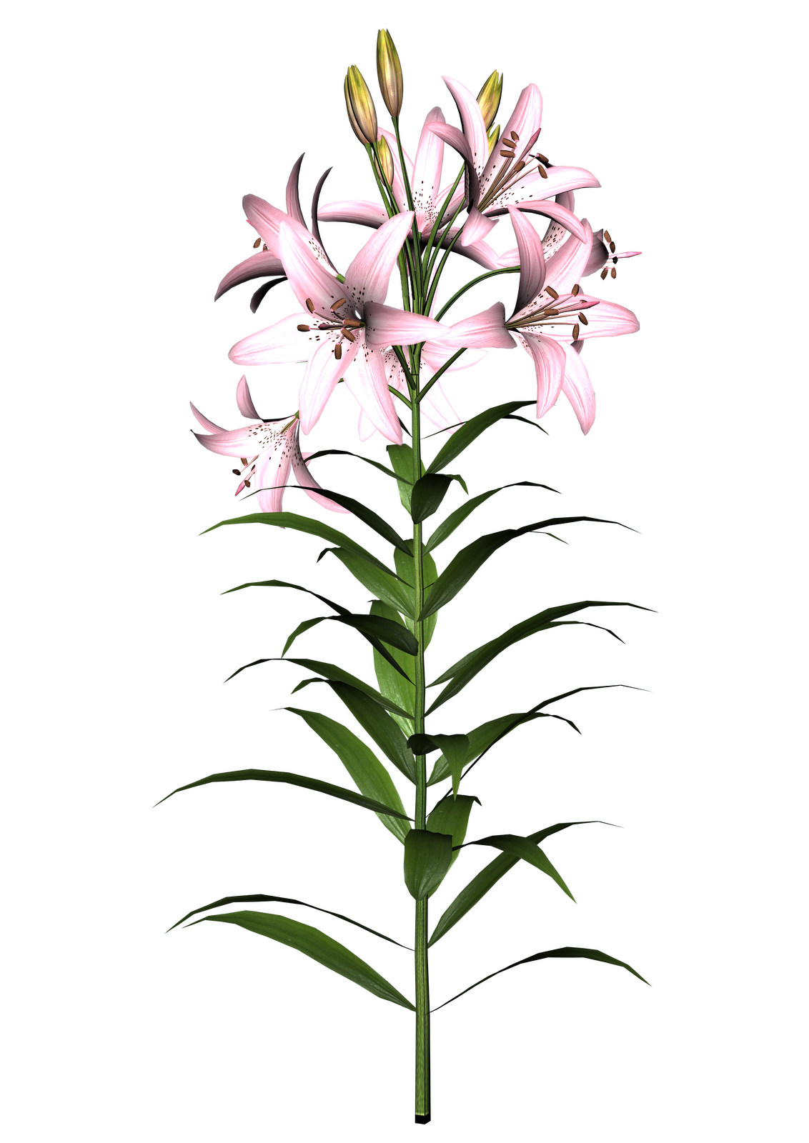 Free High Resolution graphics and clip art: flower png graphics ...