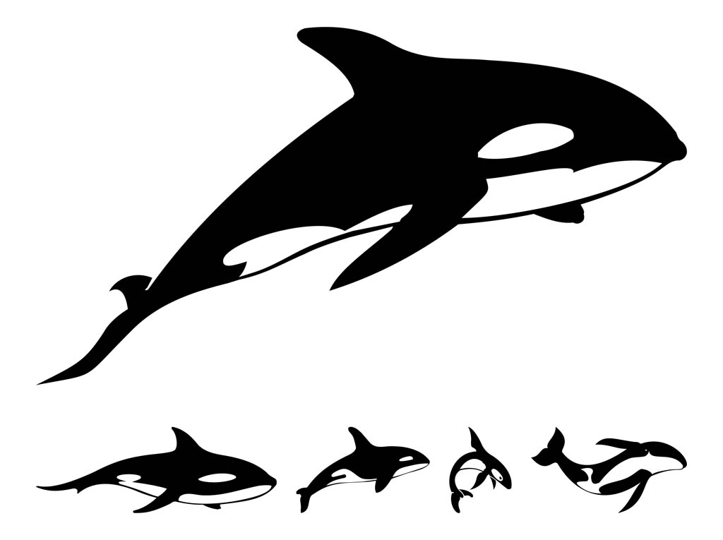 Shamu Cartoon | Free Download Clip Art | Free Clip Art | on ...