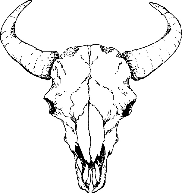 Bison skull clipart