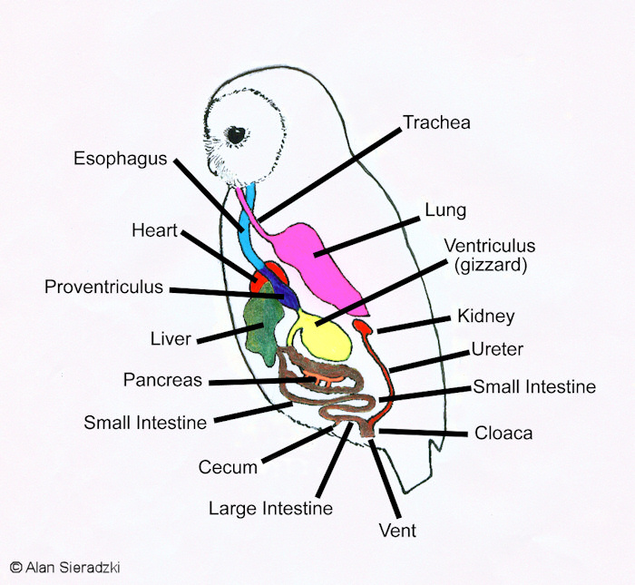Digestion in Owls - The Owl Pages