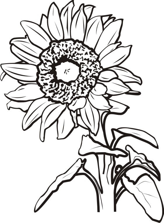 Sunflower Black And White Clip Art 88503 | NANOZINE