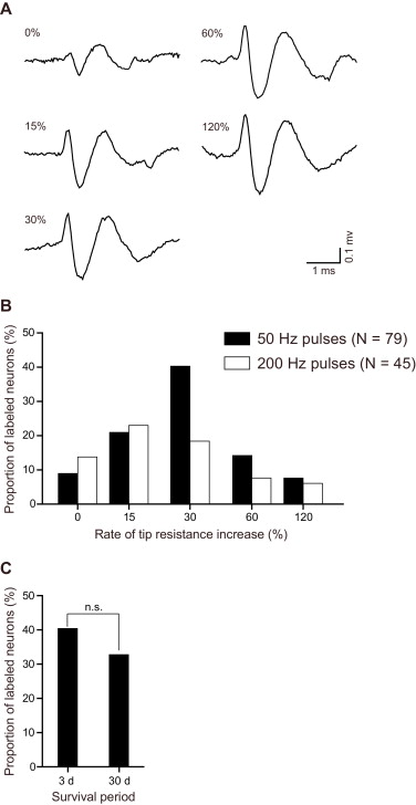 Long-lasting single-neuron labeling by in vivo electroporation ...