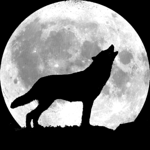 Wolf tattoos | Angry Wolf, Wolves and Wolf Howling