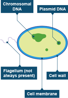 BBC - GCSE Bitesize: Bacterial cell structure