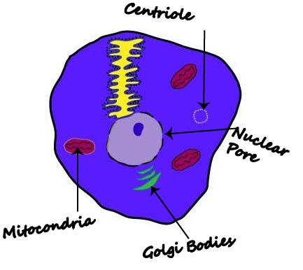 Basic Animal Cell Diagram - ClipArt Best