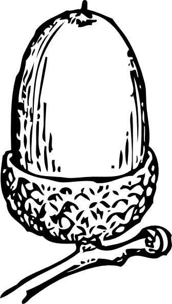 Acorn Clipart