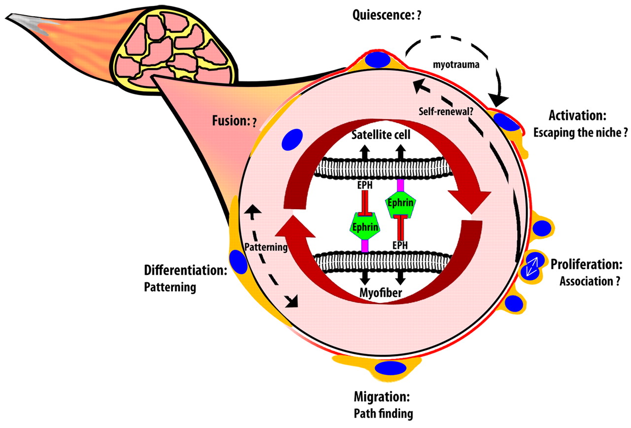 Eph/ephrin interactions modulate muscle satellite cell motility ...