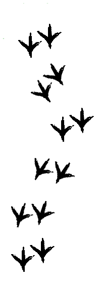 Turkey Tracks Clipart