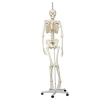 Full-Size Skeleton Models