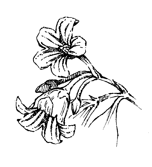 Apocynaceae: Dichotomous Key: Go Botany