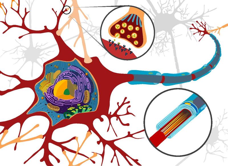neuron - highly specialized eukaryotic animal cell - thinglink