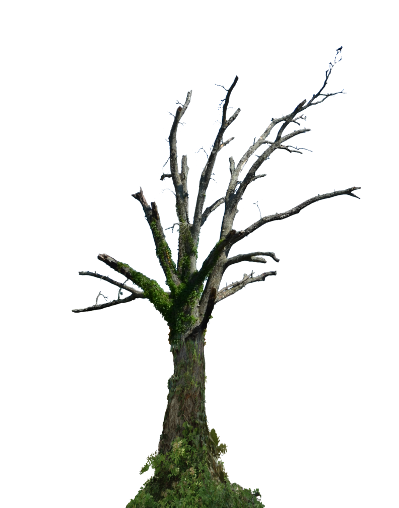 Dead Tree PNG Stock Photo 0098 Orig Green by annamae22 on DeviantArt