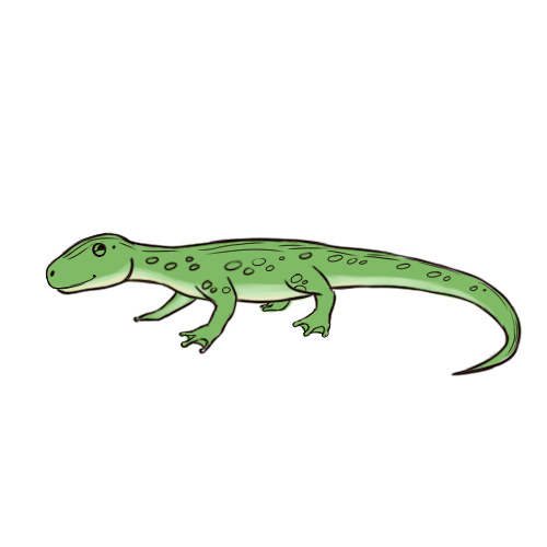 How to Draw a Lizard (with Pictures) - wikiHow