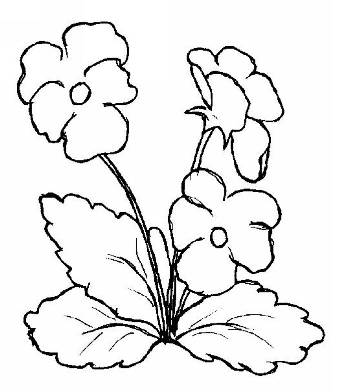 Pansy Flower Coloring Flowers Simple Pages For Toddlers on ...