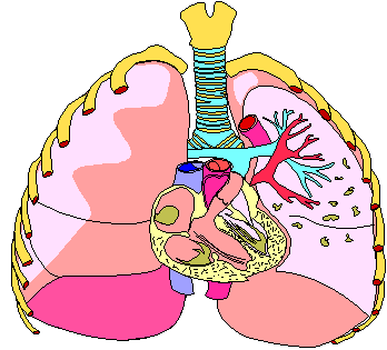 Respiratory System Pictures For Kids