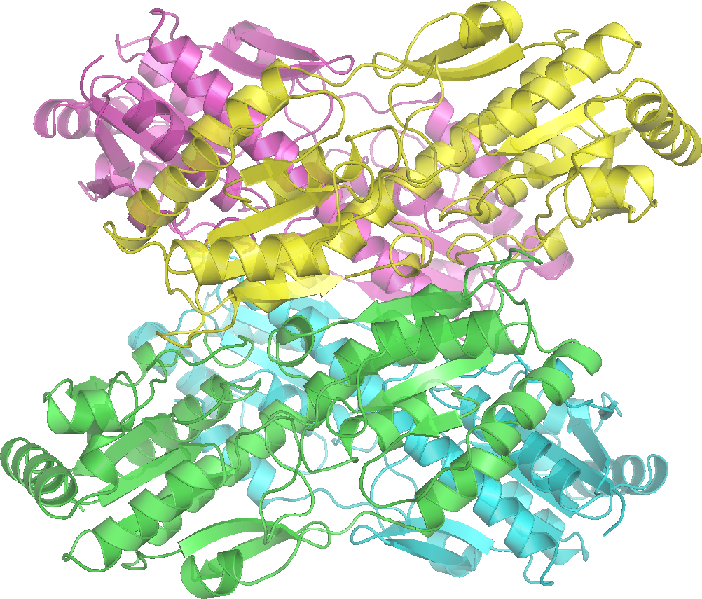 Glycolysis