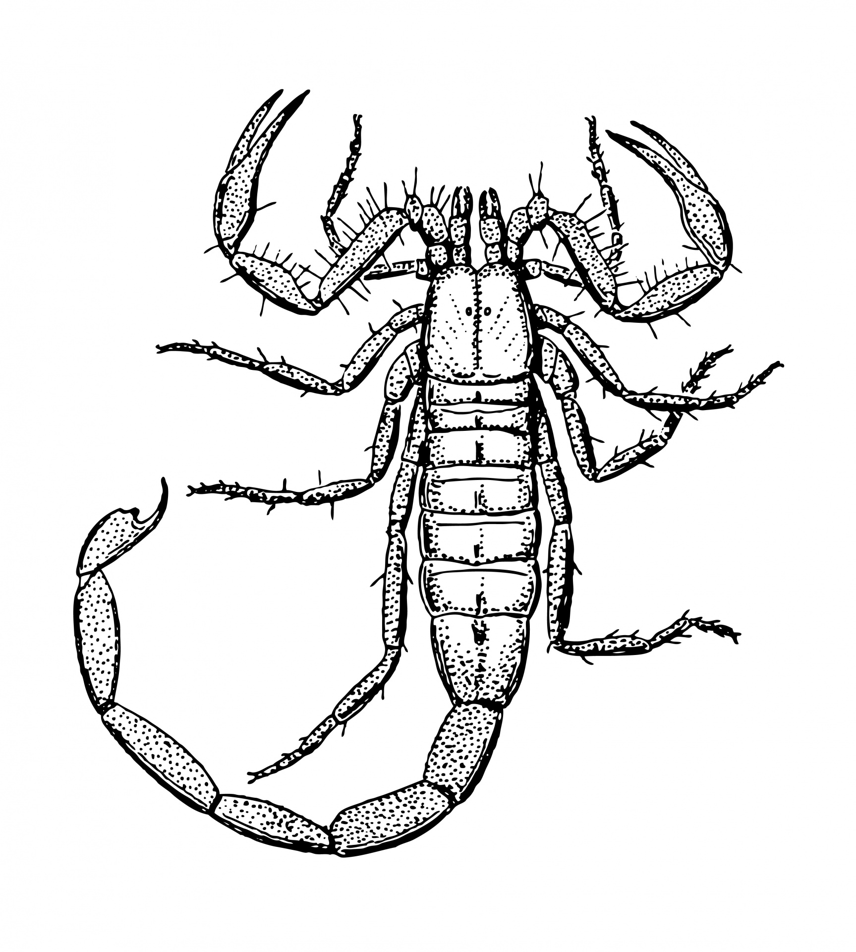 Scorpion clip art download