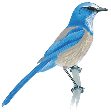 Blue Jay | Audubon Field Guide