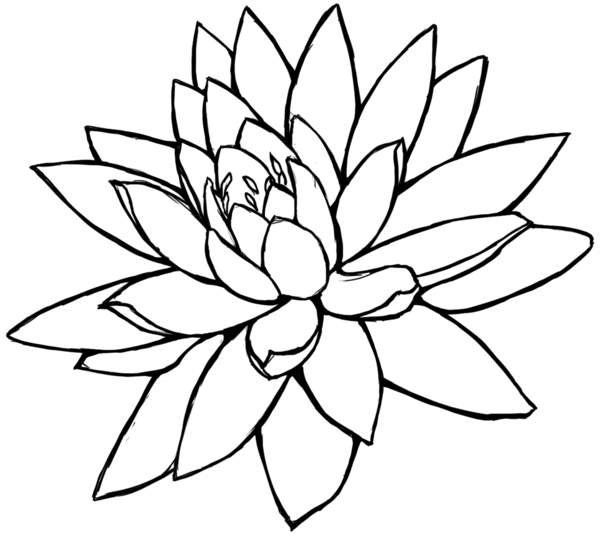 Lotus Flower Line Drawing | Free Download Clip Art | Free Clip Art ...