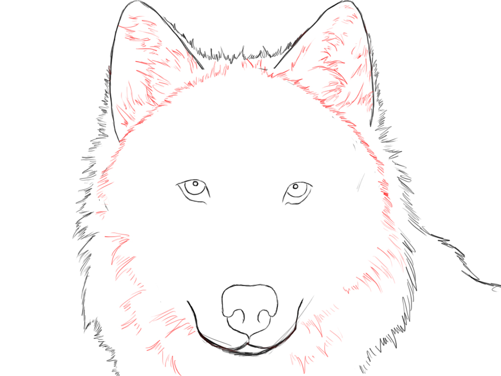 How To Draw A Wolf - Draw Central