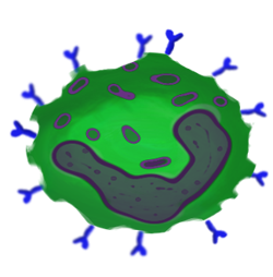 Network Verification Challenge - Biological Network Models