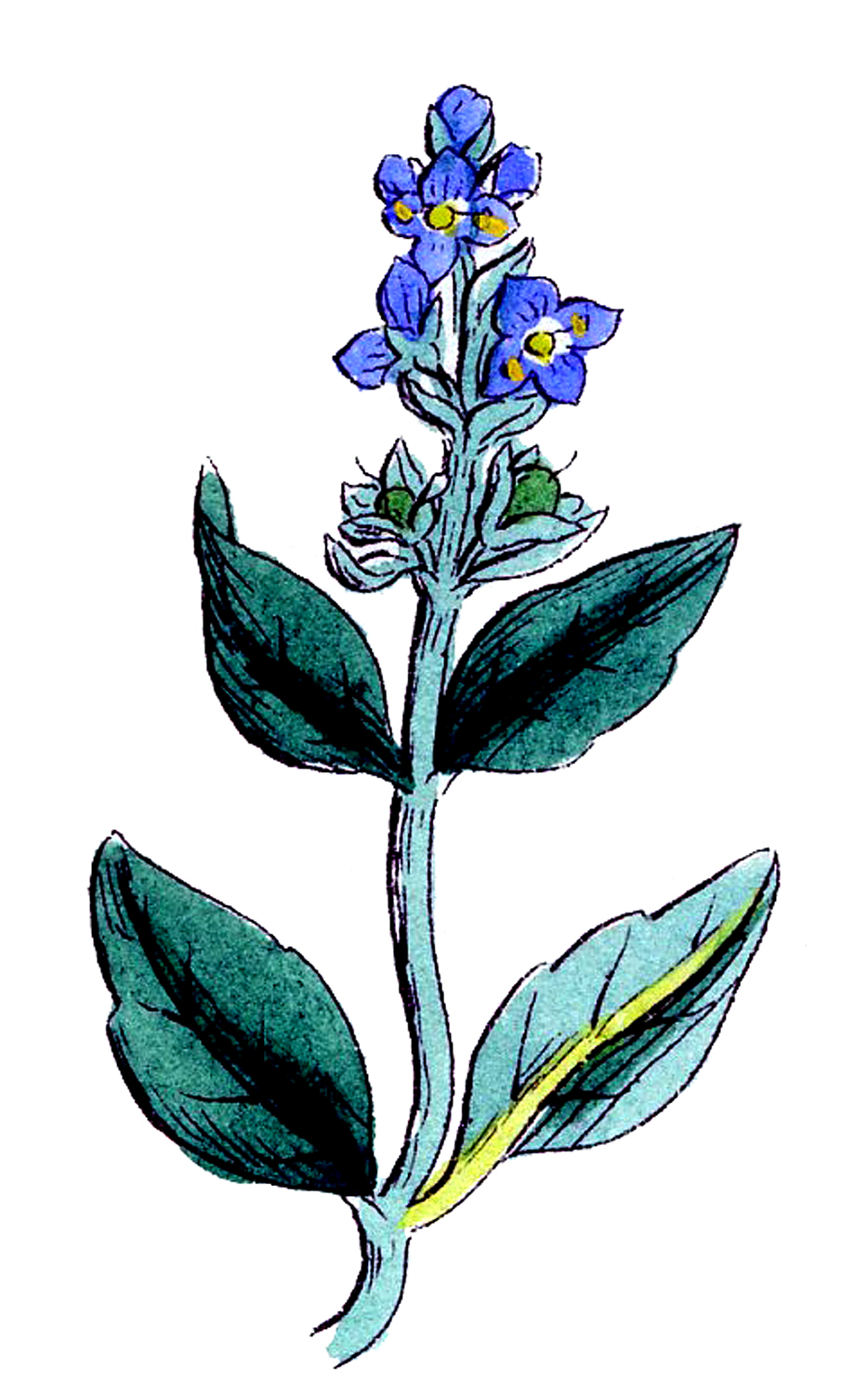 Vintage Botanical Graphics - Pretty Wildflowers - The Graphics Fairy