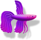 betta.gif