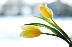 HopeXchange - Shining Light on Pregnancy Loss & GriefHopeXchange ...