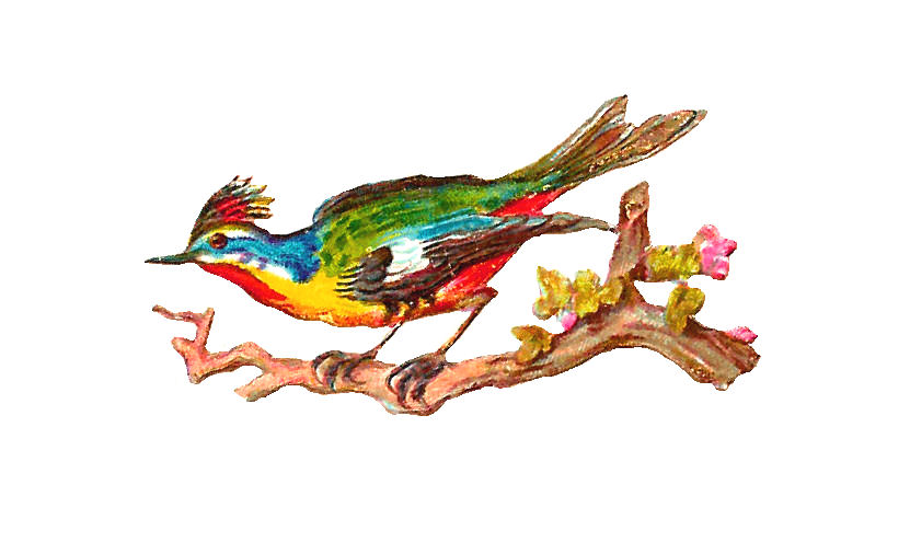 Antique Images: Free Bird Clip Art: Antique Bird Clip Art of ...