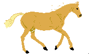 Horses and Ponies Galloping, Walking, Trotting, Sauntering, Equine ...